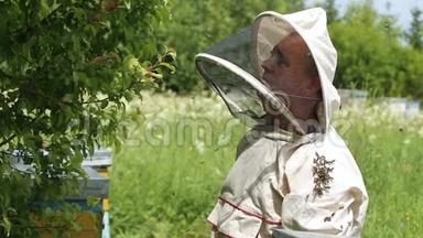 养蜂人看着一群蜜蜂的接种。穿着澳大利亚<strong>西服</strong>的养蜂人